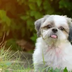 Shih Tzu