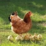 Quelle est la durée de vie d'une poule ?
