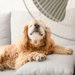 Comment protéger son animal des fortes chaleurs ?
