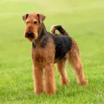 airedale terrier