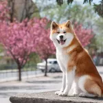 akita