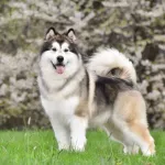 alaskan malamute