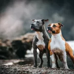 american staffordshire terrier