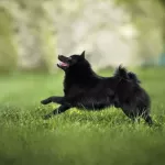 schipperke