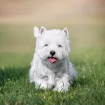 westie