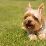 yorkshire-terrier