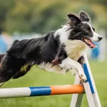 border collie