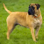 bullmastiff