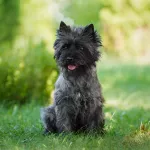 cairn terrier