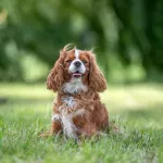 cavalier king charles