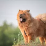 chow-chow