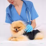 sterilisation-chien