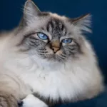 Chat-Ragdoll 