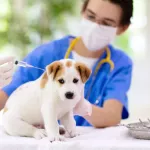 vaccin-chiot