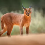 chat-caracal