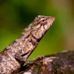 lézard