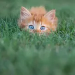 Développement des yeux des chatons : Ce qu’il faut savoir