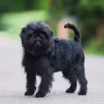 Affenpinscher : un petit chien malicieux au charme unique