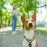 Basenji : tout savoir sur ce chien unique en son genre