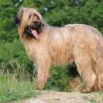 Berger de Brie : un chien de travail intelligent et protecteur
