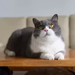 British Shorthair : guide sur ce chat au tempérament calme