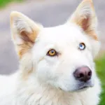 Chien albinos : santé, particularités et soins essentiels