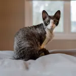 Devon Rex : particularités de cette race