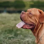 Dogue de Bordeaux : un molosse puissant et affectueux