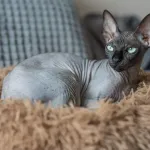 Sphynx : le chat sans poils, conseils pour en prendre soin