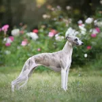 Whippet : le sprinteur gracieux, tout sur son caractère