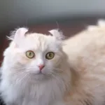 American Curl : tout sur ce chat aux oreilles recourbées