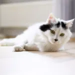 Angora Turc : beauté et personnalité de ce chat aux poils soyeux