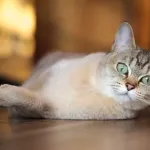 Burmilla : élégance et charme de ce chat argenté