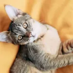 Chausie : le chat hybride, conseils et informations