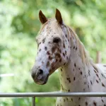 Cheval appaloosa : histoire et entretien de cette race unique