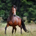 Cheval Bai : particularités et entretien de cette robe