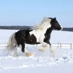 Cheval cob : caractéristiques et soins pour cette race