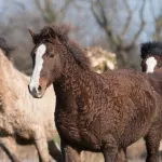 Cheval curly : caractéristiques et soins de cette race originale