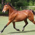 Cheval hackney : origines, caractéristiques, soins