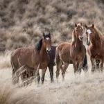 Cheval hongre : définition et caractéristiques