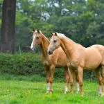 Cheval palomino : entretien et caractéristiques de cette robe
