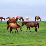 Cheval paso fino : un cheval élégant à l’allure unique, origines et entretien
