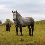 Cheval percheron : tout savoir sur son entretien et ses origines