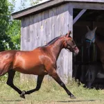 Cheval trotteur : tout savoir sur ses origines et son entretien