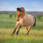 Chevaux isabelle : tout savoir sur cette robe