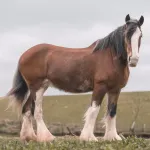 Clydesdale : guide complet sur le cheval de trait écossais