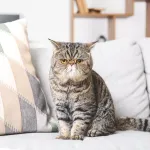 Exotic Shorthair : le persan à poil court, guide complet