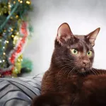 Havana Brown : rareté et charme de ce chat au pelage chocolat