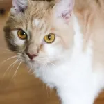 LaPerm : le chat aux boucles charmantes, tout savoir sur la race