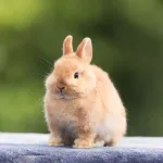 Lapin nain : tout savoir sur ses caractéristiques et son entretien